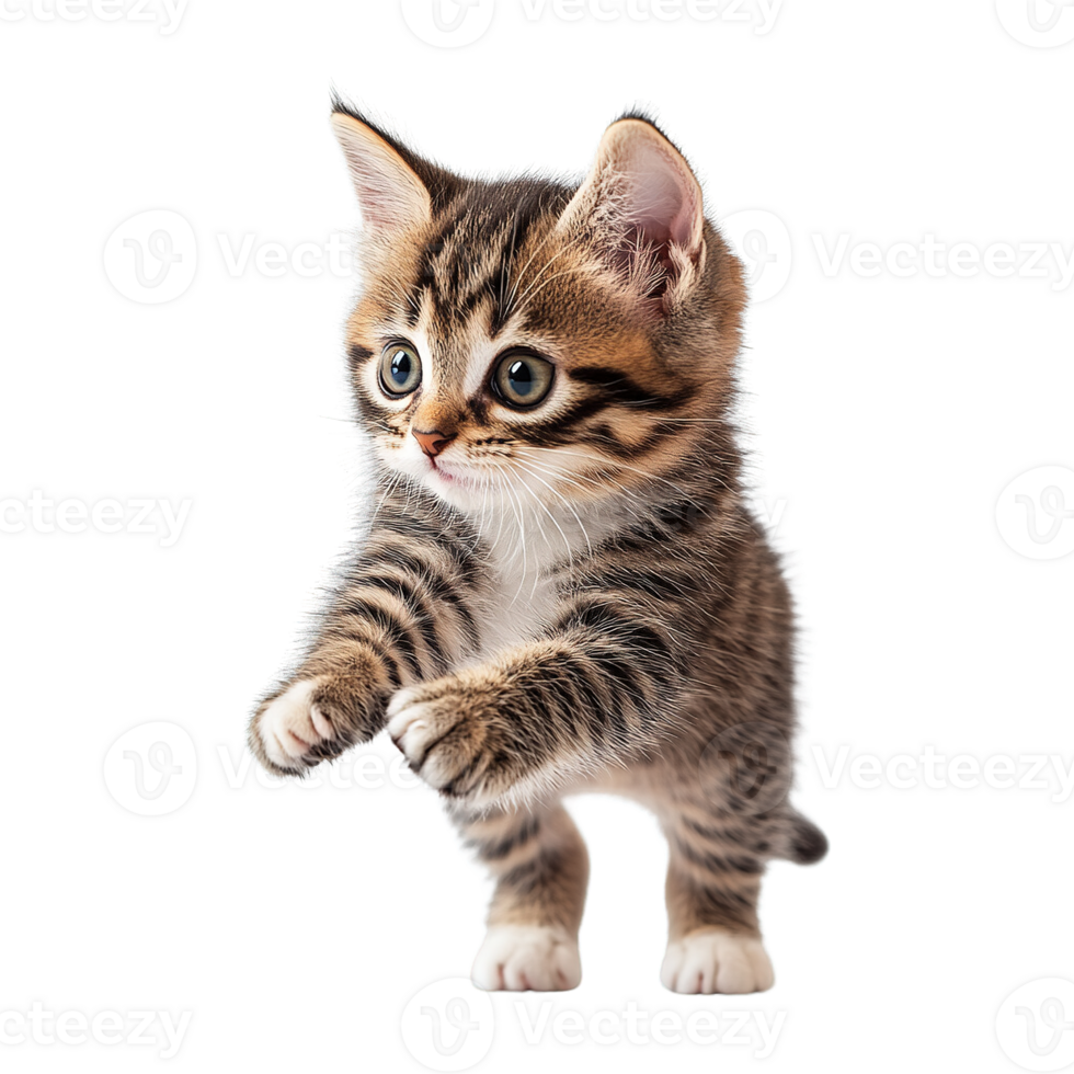 Tiny Kitten Expressing Joy and Curiosity Isolated on Transparent Background png