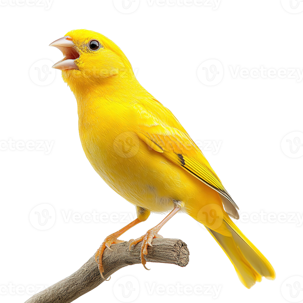 Bright Yellow Canary Bird Singing on a Branch Isolated on Transparent Background png