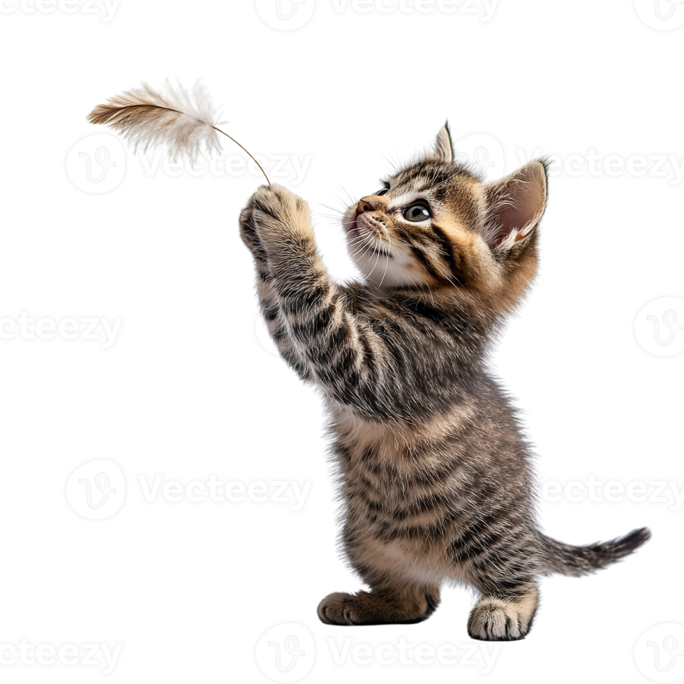 Furry Kitten Reaching and Jumping to Catch Feather Isolated on Transparent Background png