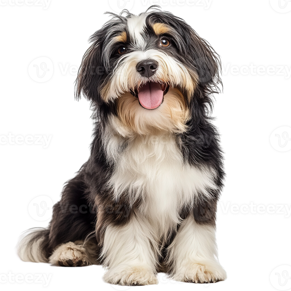 Adorable Long-Haired Dog Posing with Friendly Expression Isolated on Transparent Background png