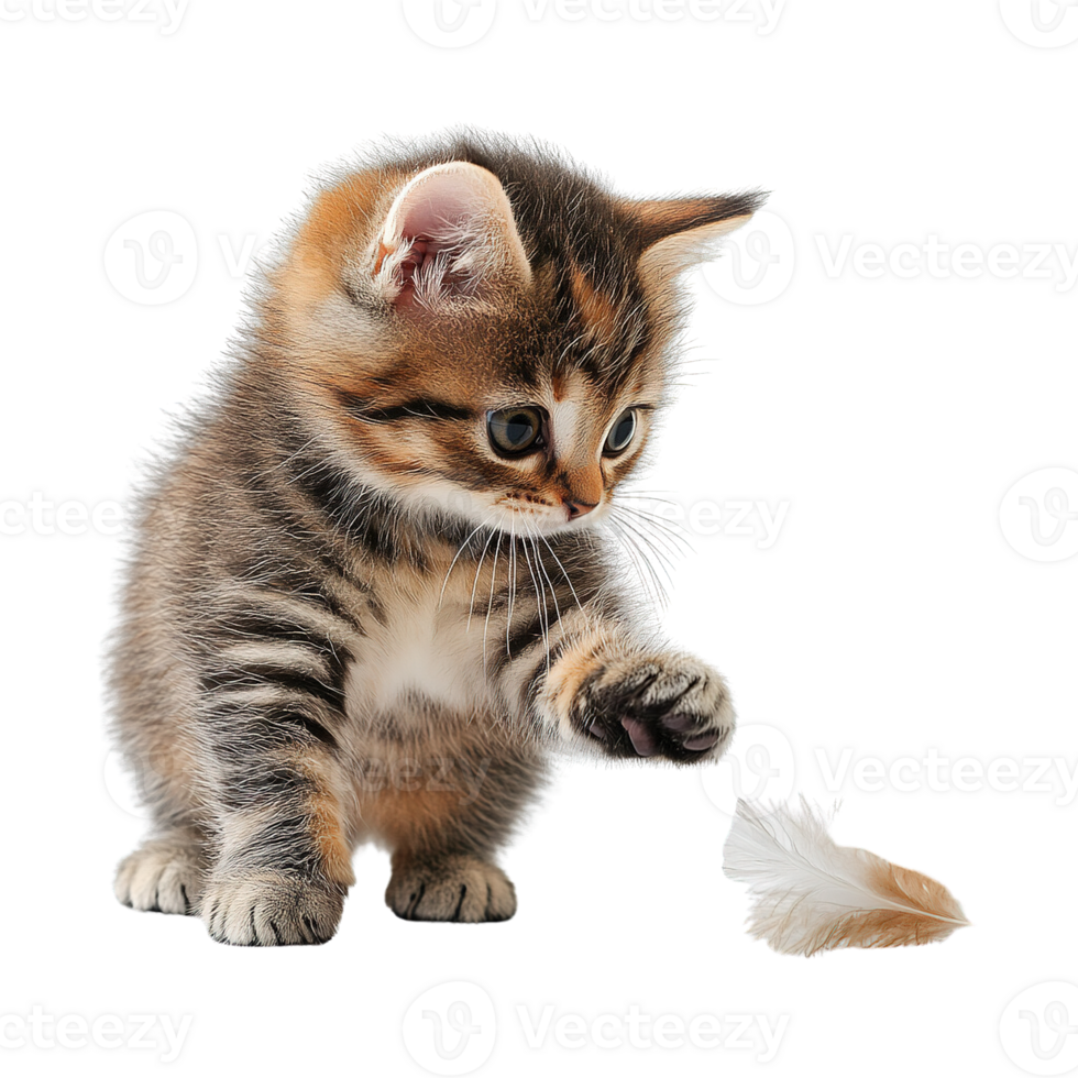 Curious Kitten Playing and Jumping to Catch Feather Isolated on Transparent Background png