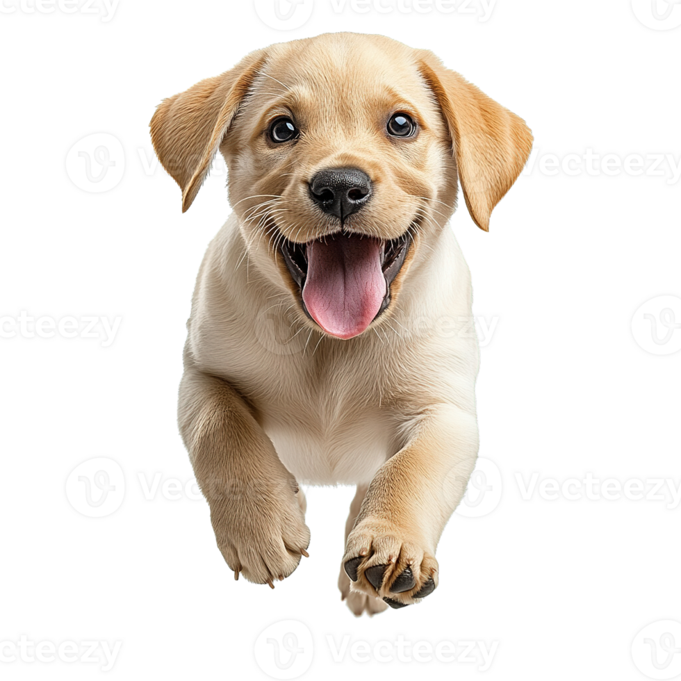 Adorable Labrador Retriever Puppy Running Towards Camera with Happy Expressions on Transparent Background png