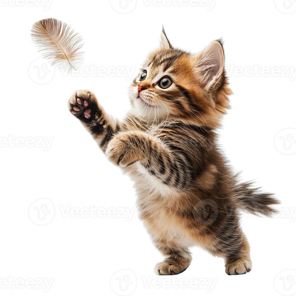 Cute Fluffy Kitten Interacting with Feather Toy in a Fun and Lively Pose Isolated on Transparent Background png