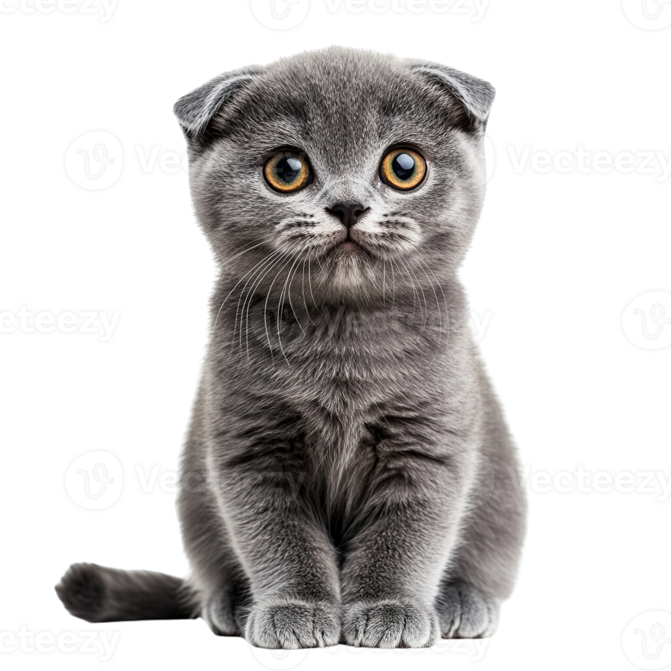 Scottish Fold Kitten with Soft Fur and Unique Folded Ears Posing Adorably on Transparent Background png