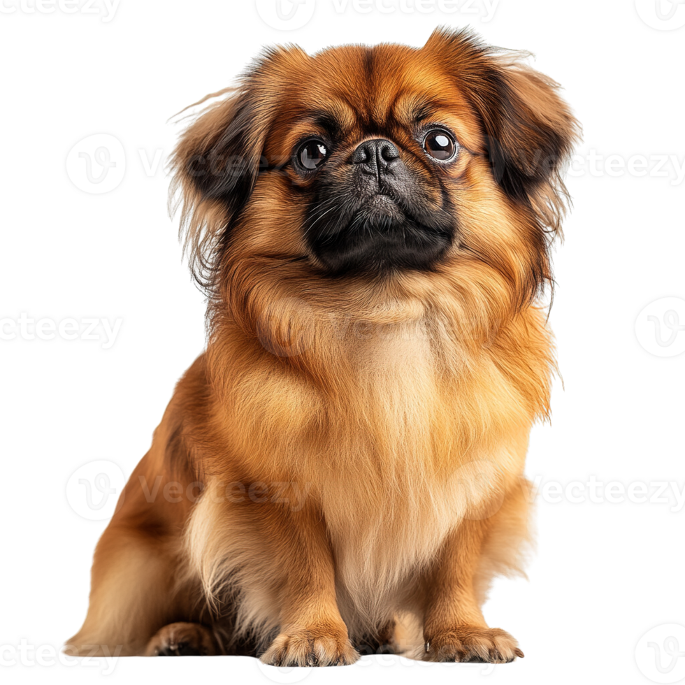 Playful Yet Regal Pekingese Dog Sitting Gracefully and Looking Curious on Transparent Background png