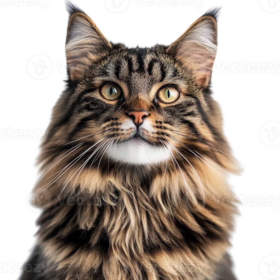 Majestic Feline Beauty Maine Cat with Lush Fur and Expressive Faces on a Transparent Background png