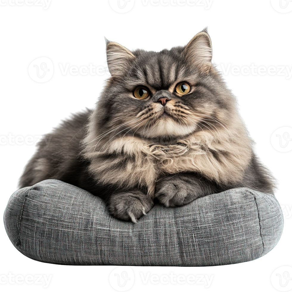 Close-Up of Cute Persian Cat with Luxurious Fur Relaxing on Comfy Cushion Isolated on Transparent Background png