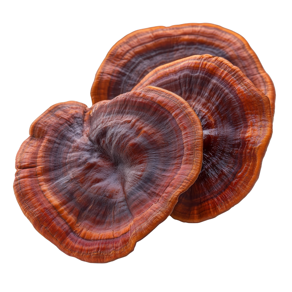 Reishi mushrooms displayed on a clean transparent background showcasing their unique, glossy surface and vibrant colors, reishi mushrooms isolated on transparent background png