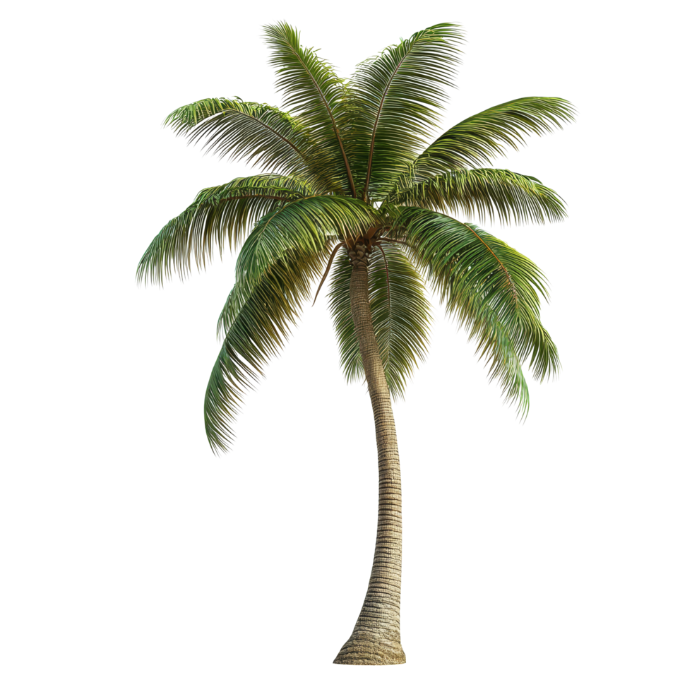 A lush green palm tree standing tall, isolated against a pure transparent background, symbolizing tropical beauty, palm tree isolated on transparent background png