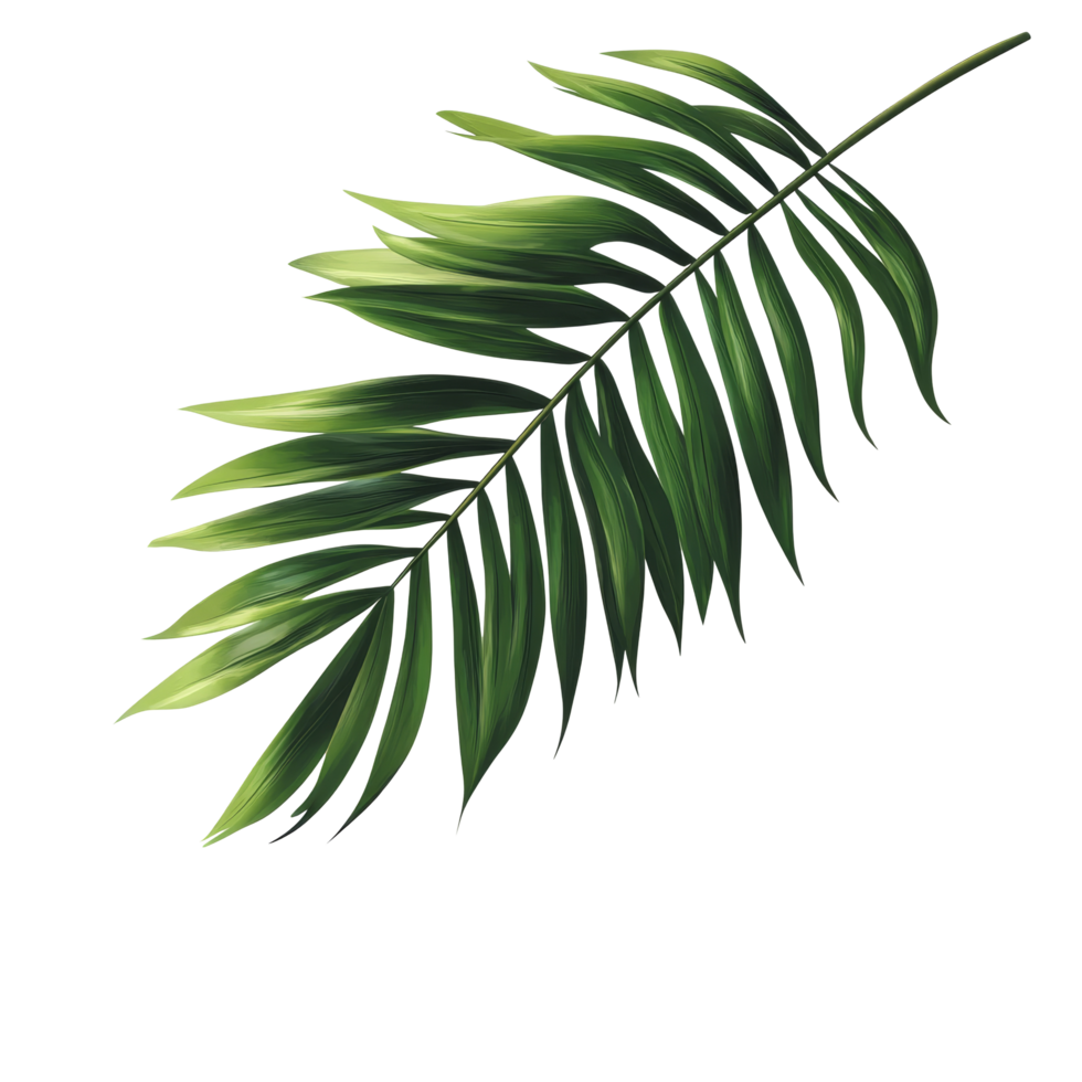 Green palm leaf casting a shadow on a transparent background during bright daylight, green leaf of palm tree with shadow on transparent background file png