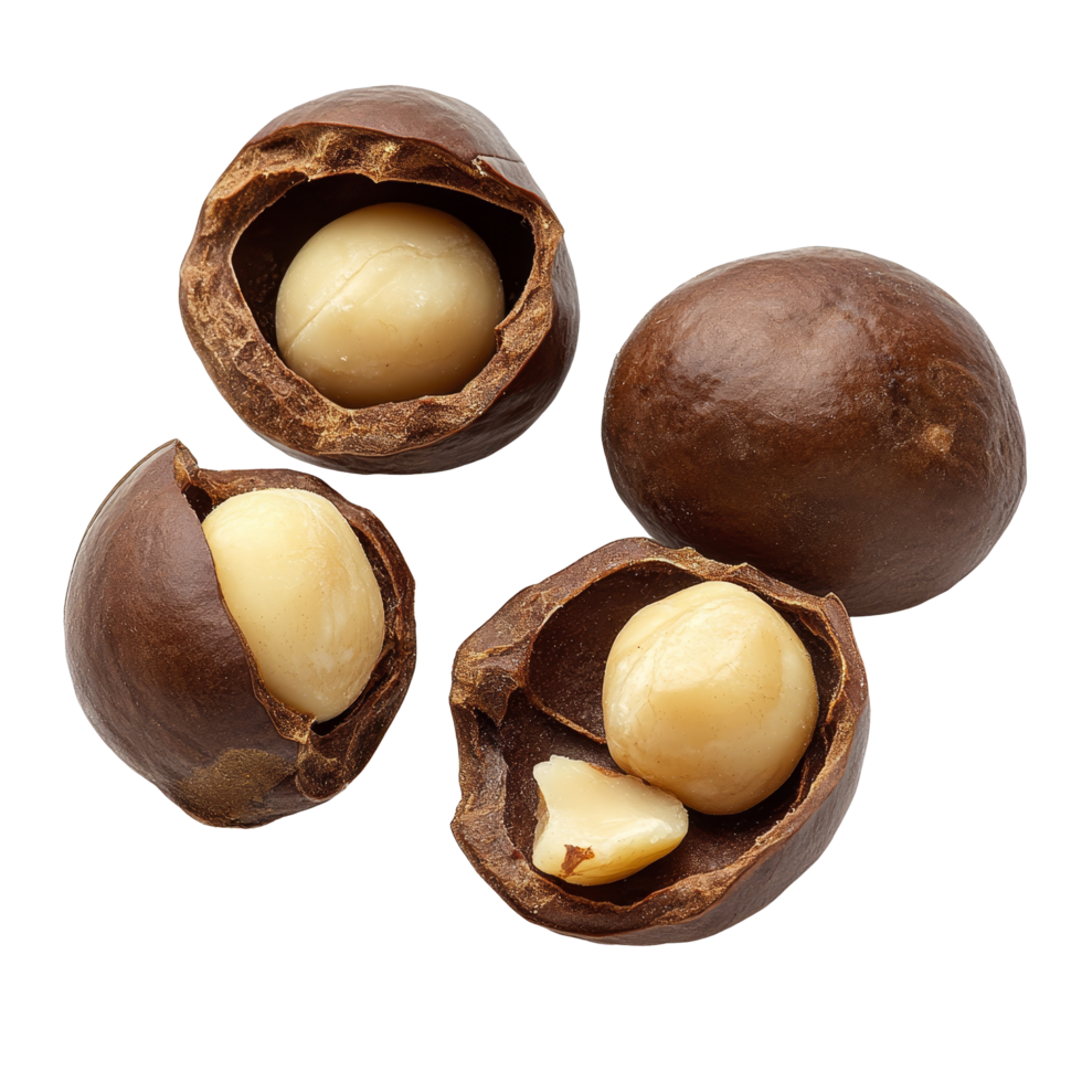Fresh macadamia nuts with shells on a transparent background, highlighting the rich texture and flavor of this delicious snack, macadamia on transparent background png