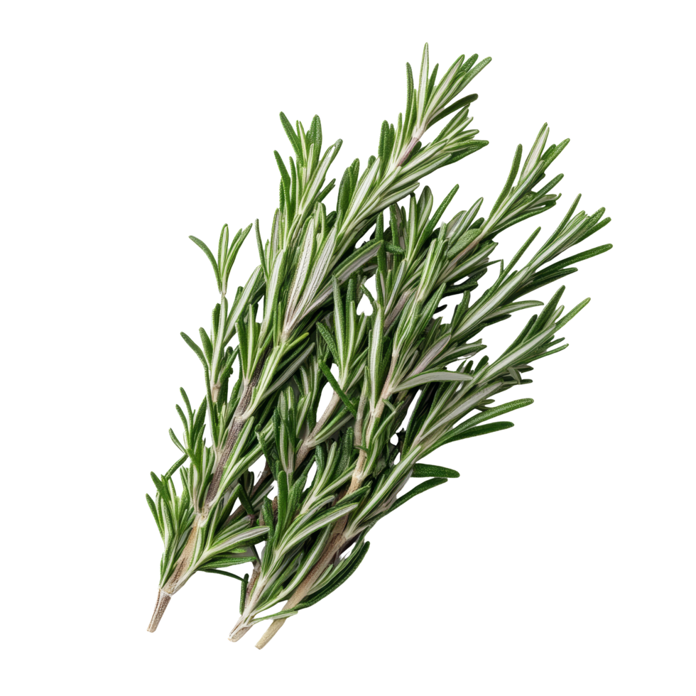 Fresh rosemary sprigs displayed against a clean transparent background for culinary and herbal uses, Rosemary on transparent background png