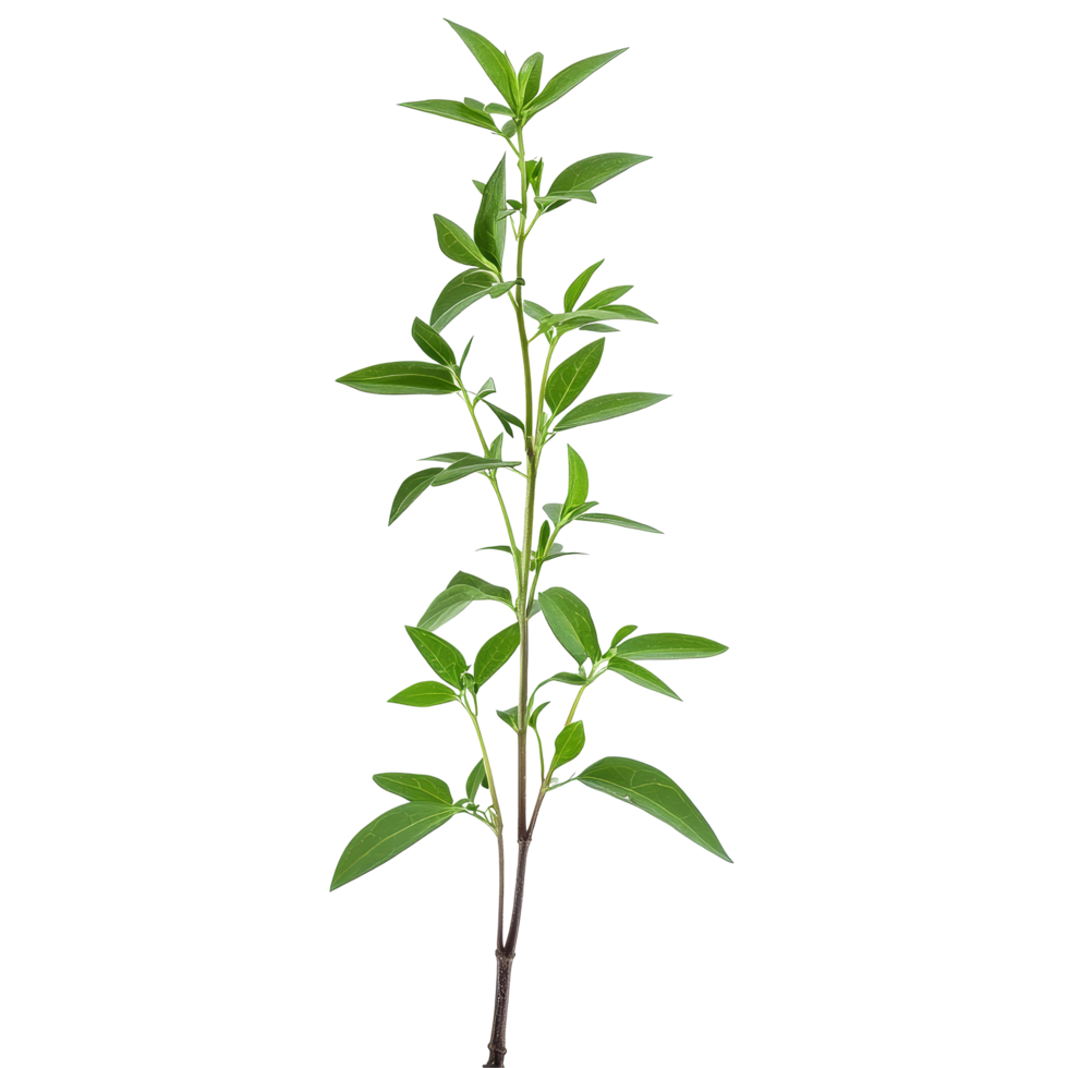 Andrographis paniculata plant with lush green leaves on a transparent background for medicinal use, Andrographis paniculata plant on transparent background png