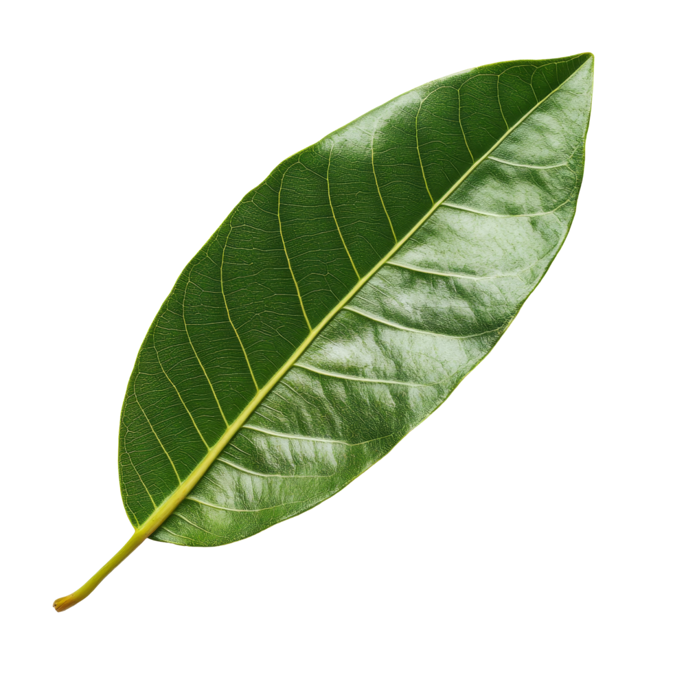 Frangipani leaf displayed on a clean transparent background emphasizing its natural beauty and intricate patterns, Frangipani leaf on transparent backgroundfile png