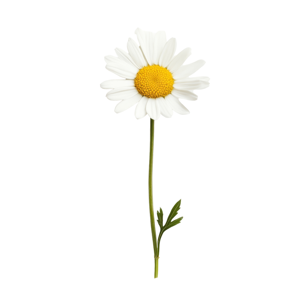 A beautiful daisy flower isolated on transparent background showcasing its vibrant yellow center and delicate transparent petals, daisy flower isolated on transparent png