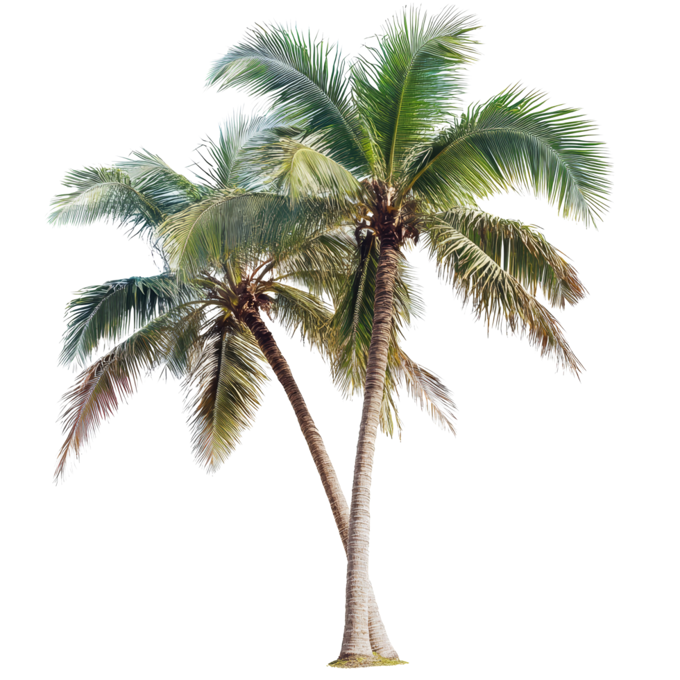 Tall palm trees with lush green leaves swaying gently in the breezy tropical atmosphere on a sunny day, Palm tree transparent png
