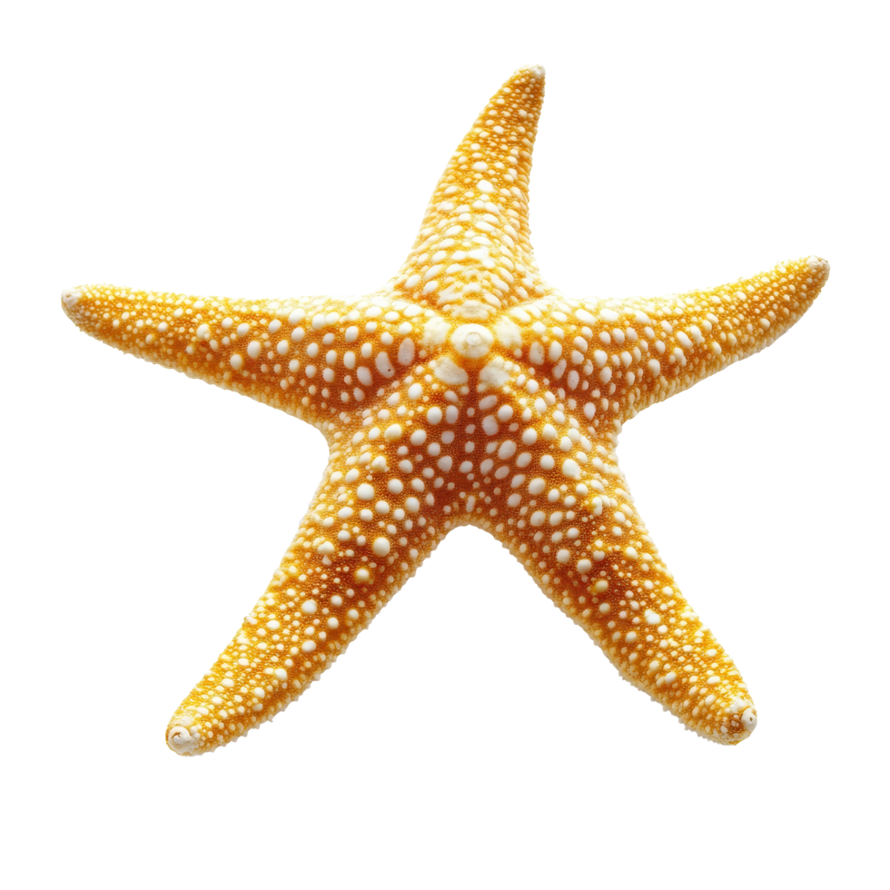 A vibrant starfish with textured orange skin isolated on a transparent background, of starfish isolated transparent background png