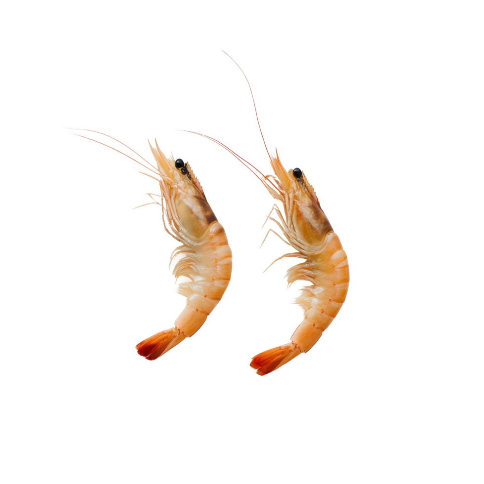Freshly caught shrimps displayed on a transparent plate against a minimalistic background for culinary purposes, Cooked shrimps on transparent background png