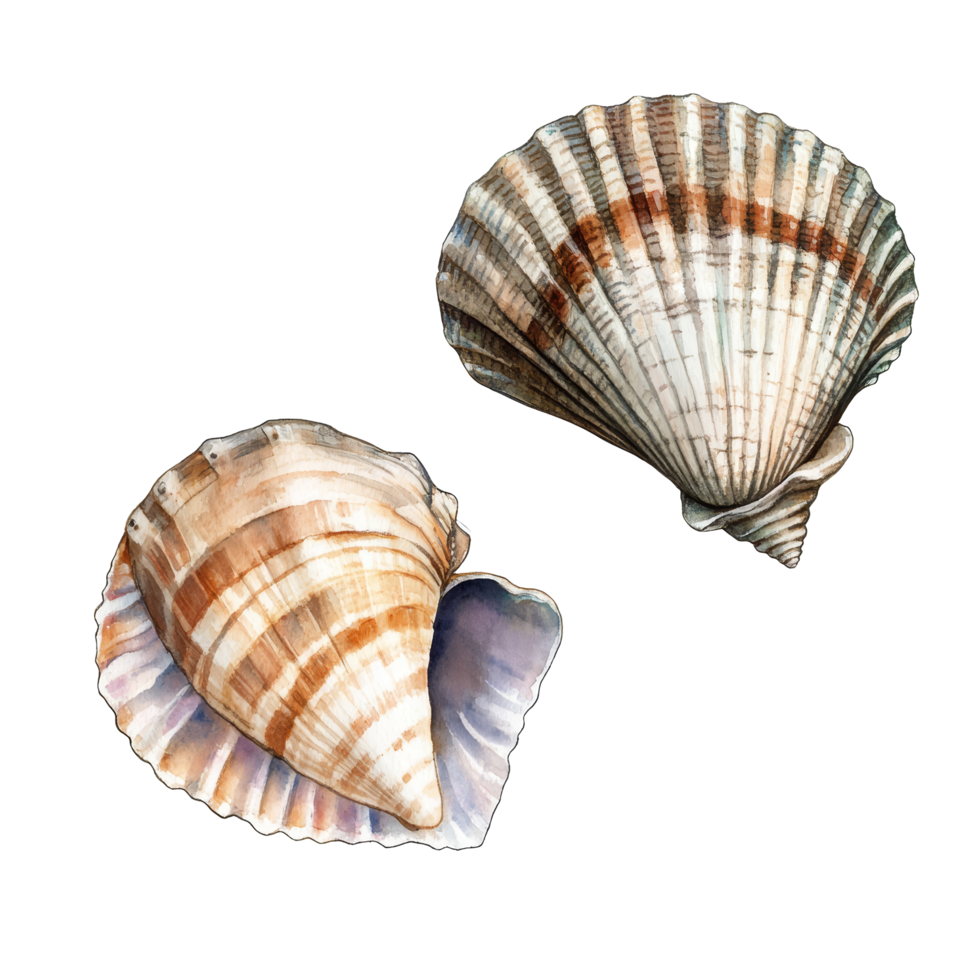 Vintage watercolor illustration of two distinct seashells on a clean transparent background showcasing marine beauty, Retro vintage two shells on transparent background png