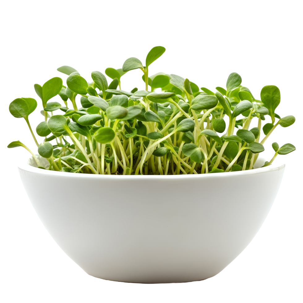 Fresh green sunflower sprouts in a transparent bowl ready for healthy meals or snacks at home, green young sunflower sprouts in the transparent bowl isolated on transparent background png