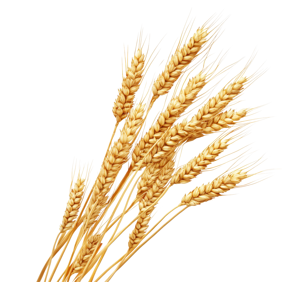 Golden wheat stalks arranged beautifully against a transparent background showcasing the grains natural texture, Wheat, isolated transparent background png