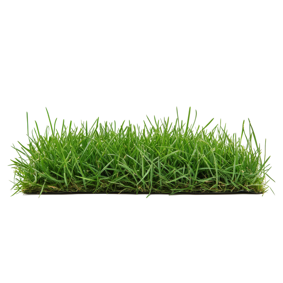 Dense bentgrass stack with a transparent background showcasing vibrant transparent hues in springtime, Bentgrass stack border transparent background. Grass big png