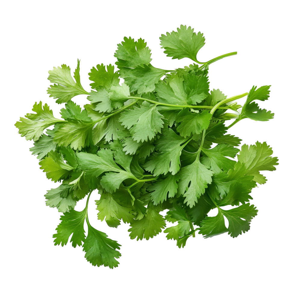 Fresh green coriander leaves isolated on a transparent background, highlighting their vibrant color and texture, Green coriander leaves closeup, isolation on transparent background png