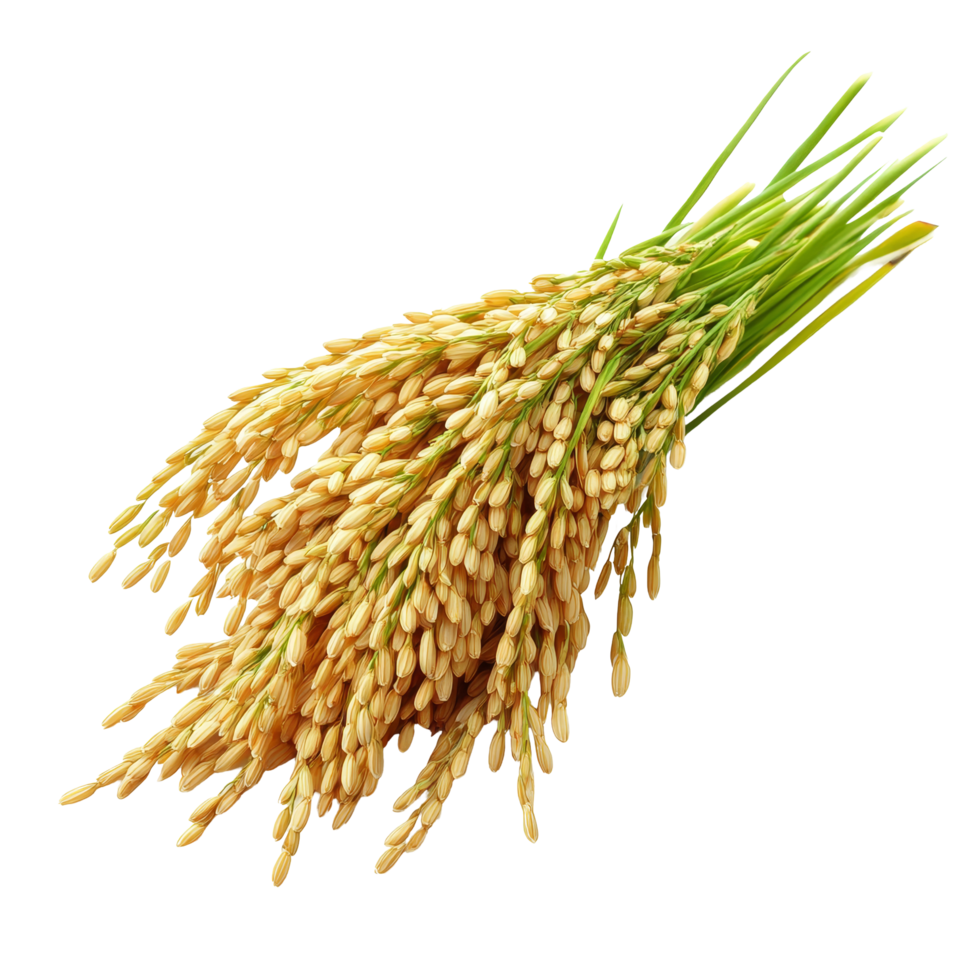 Paddy rice isolated on a transparent background showcasing ripe grains harvested from lush fields, paddy rice isolated on on transparent background png
