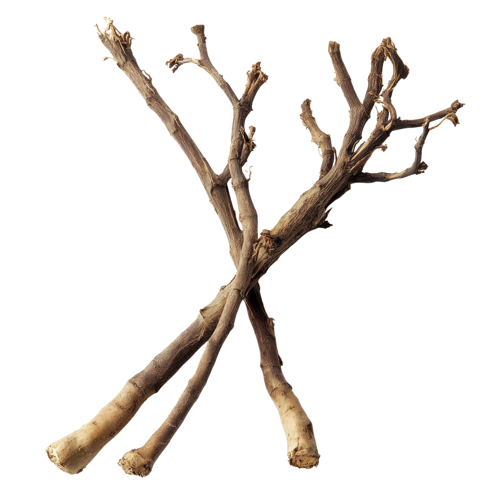 Valerian root displayed on a clean transparent background showcasing its natural texture and form in natural light, Valerian root on a transparent background png