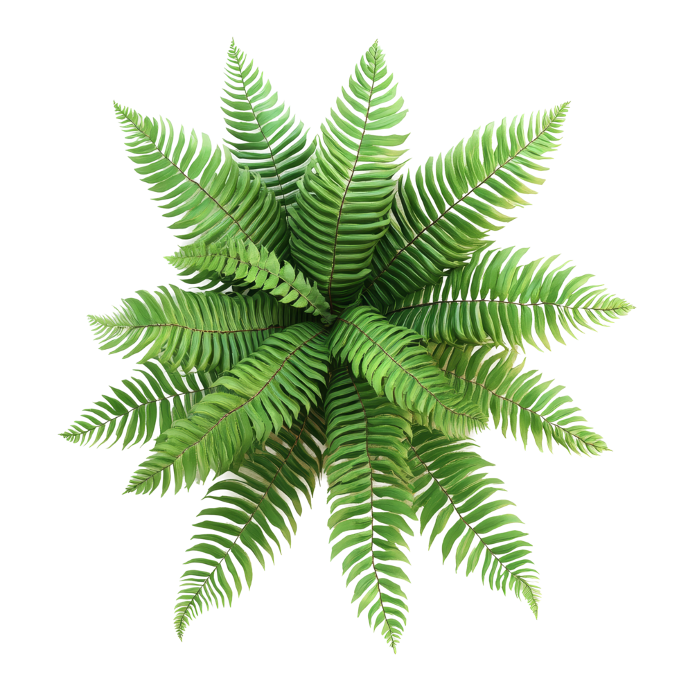 Tropical ornamental foliage featuring lush fern leaves displayed on a transparent background for an elegant look, tropical ornamental foliage, fern leaf tree on transparent backgroundfile png