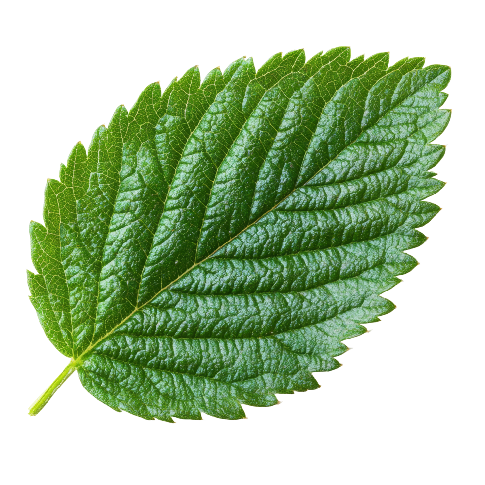 Fresh strawberry leaf isolated on a transparent background showcasing its vibrant green color and intricate texture, Strawberry leaf isolated on transparent background png