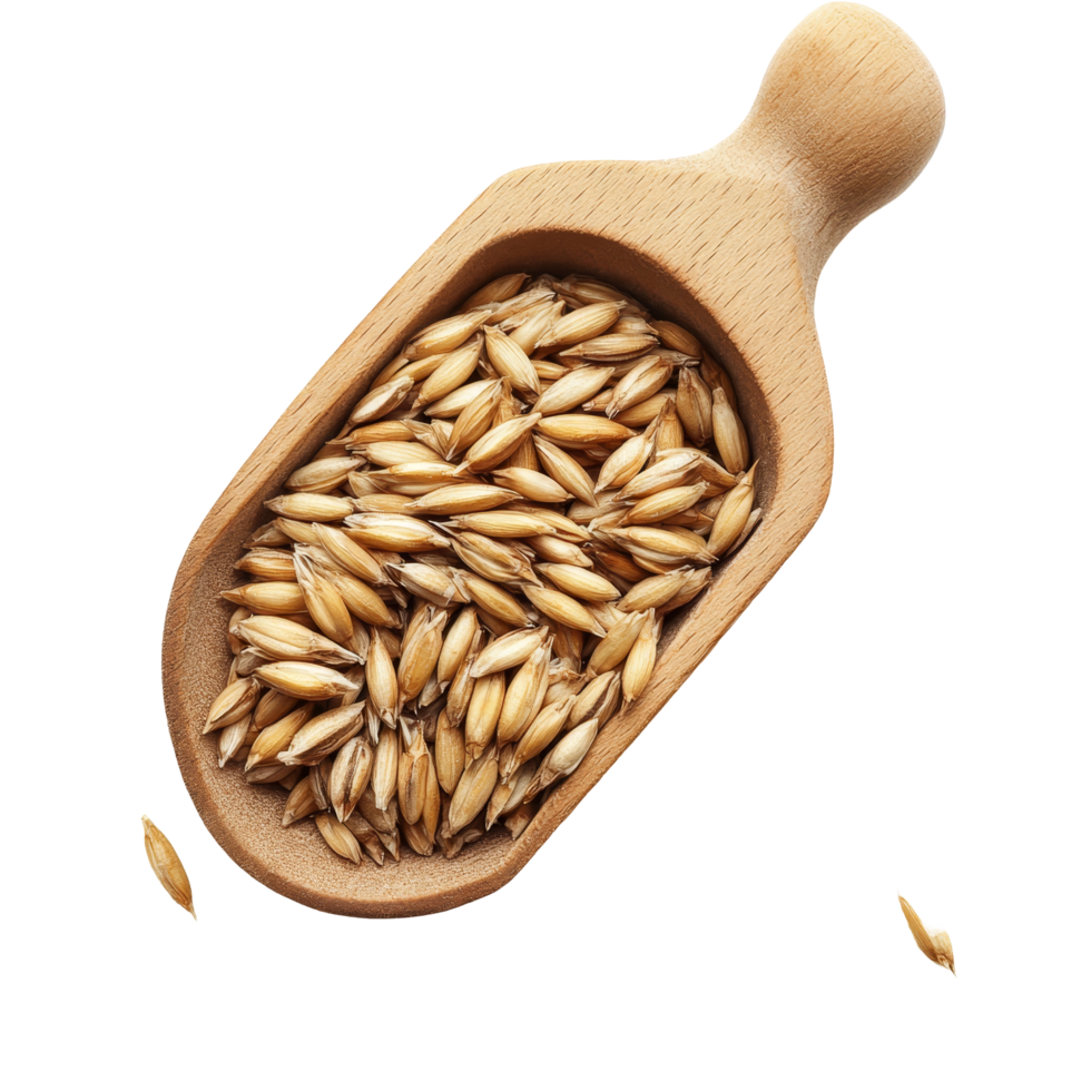 Barley grains in a wooden scoop isolated on a transparent background for culinary use, Barley Grains tn the scoop Isolated on transparent background png