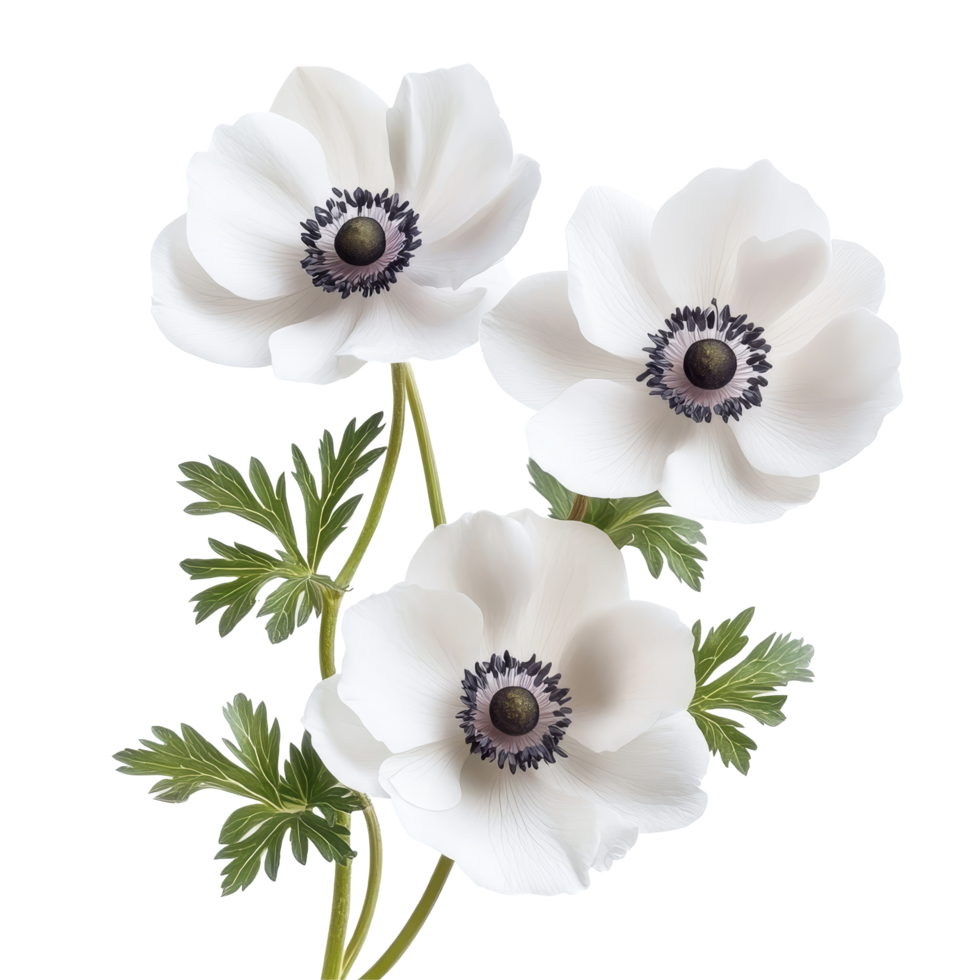 Three elegant anemone flowers isolated on a transparent background showcasing natural beauty, anemone flowers isolated transparent background png