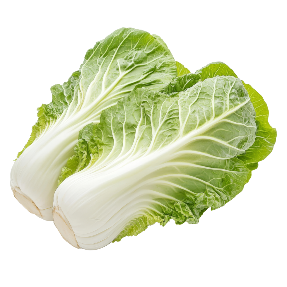 Fresh Chinese cabbage displayed on a transparent background ready for culinary use in various dishes and recipes, Chinese cabbage on transparent background png