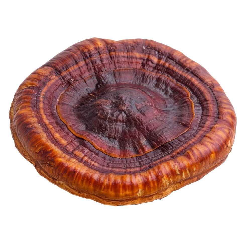 Lingzhi mushroom Ganoderma lucidum isolated on a transparent background showcasing its unique cap texture and color variations, Lingzhi Mushroom Ganoderma Lucidum isolated on transparent background png