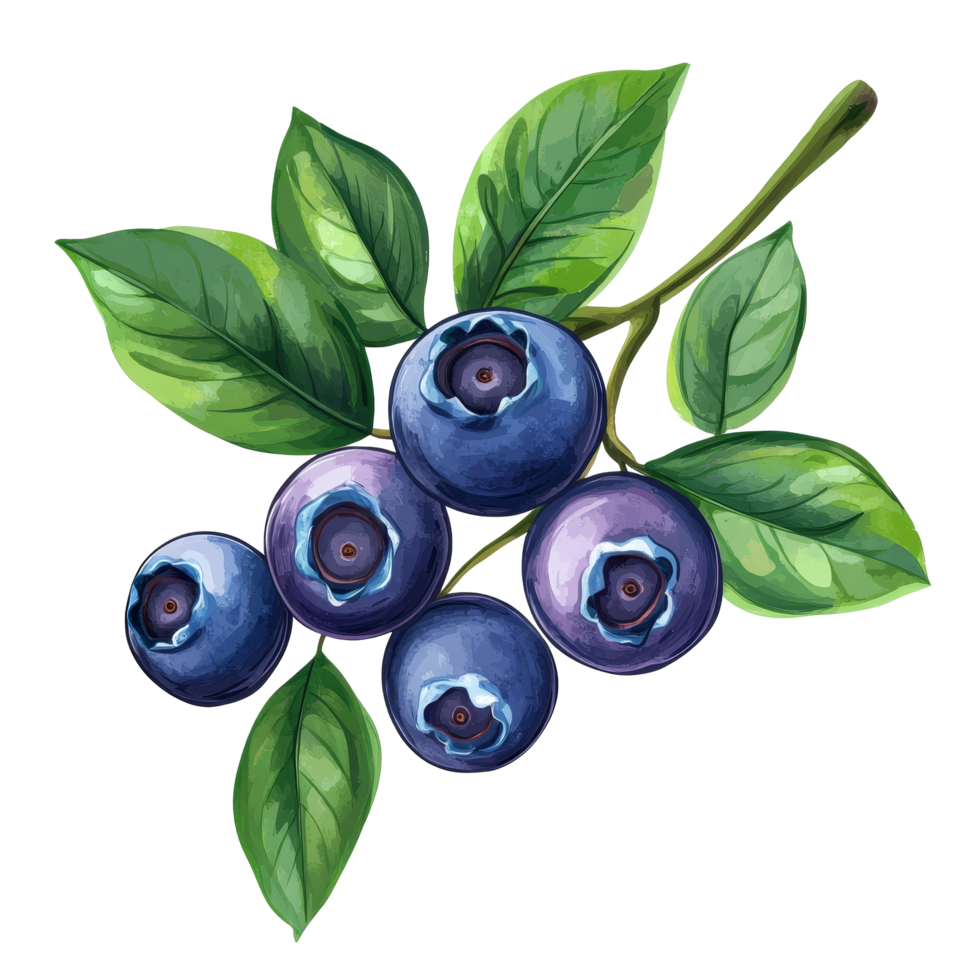 Fresh blueberries with green leaves displayed on a soft transparent background, Blueberry fruits with leaf branches isolated on a transparent background png