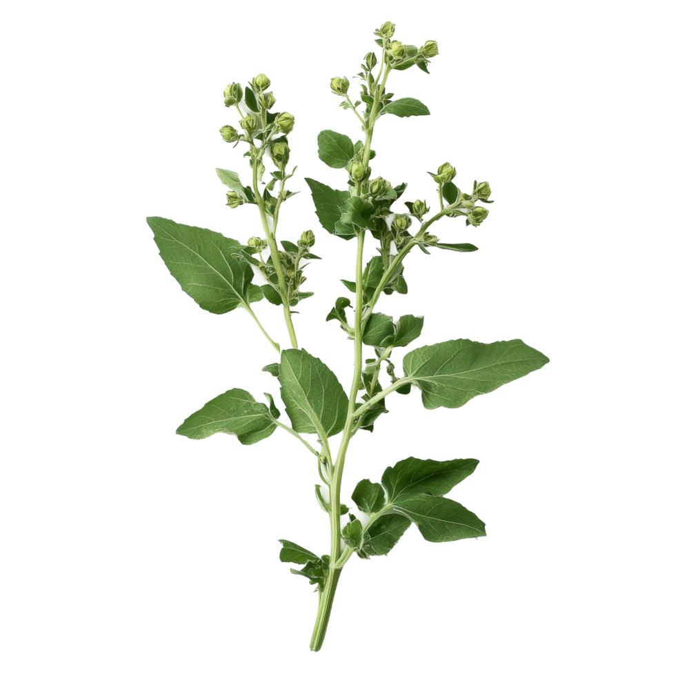 Fresh lambsquarters with buds and leaves on a transparent background, perfect for culinary or herbal use, Lambsquarters transparent background png