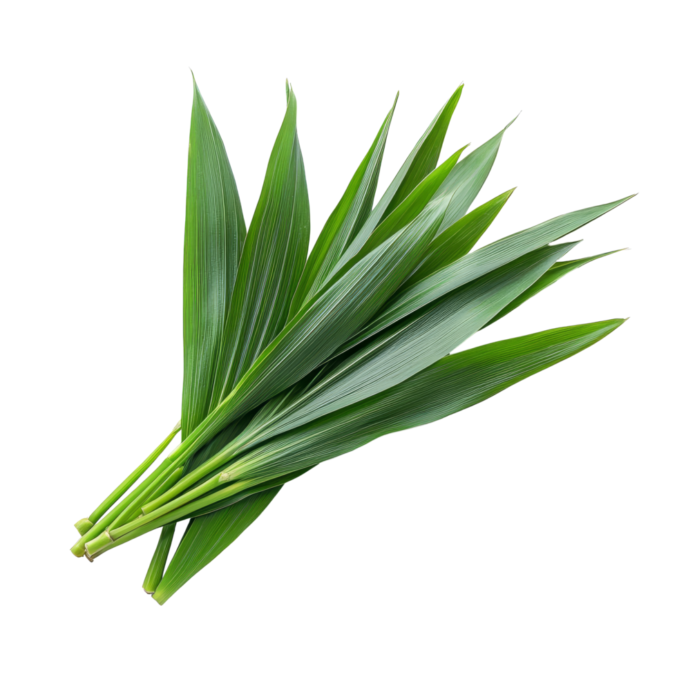 Fresh pandan leaves arranged beautifully on a transparent background for culinary use and decoration, Fresh Pandan leaves isolated on transparent background png