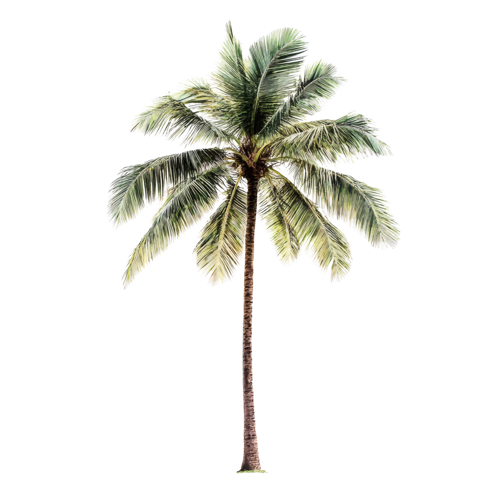 Coconut palm tree standing tall against a pristine transparent background showcasing its vibrant leaves and textured trunk in a minimalist style, coconut palm tree on transparent backgroundfile png