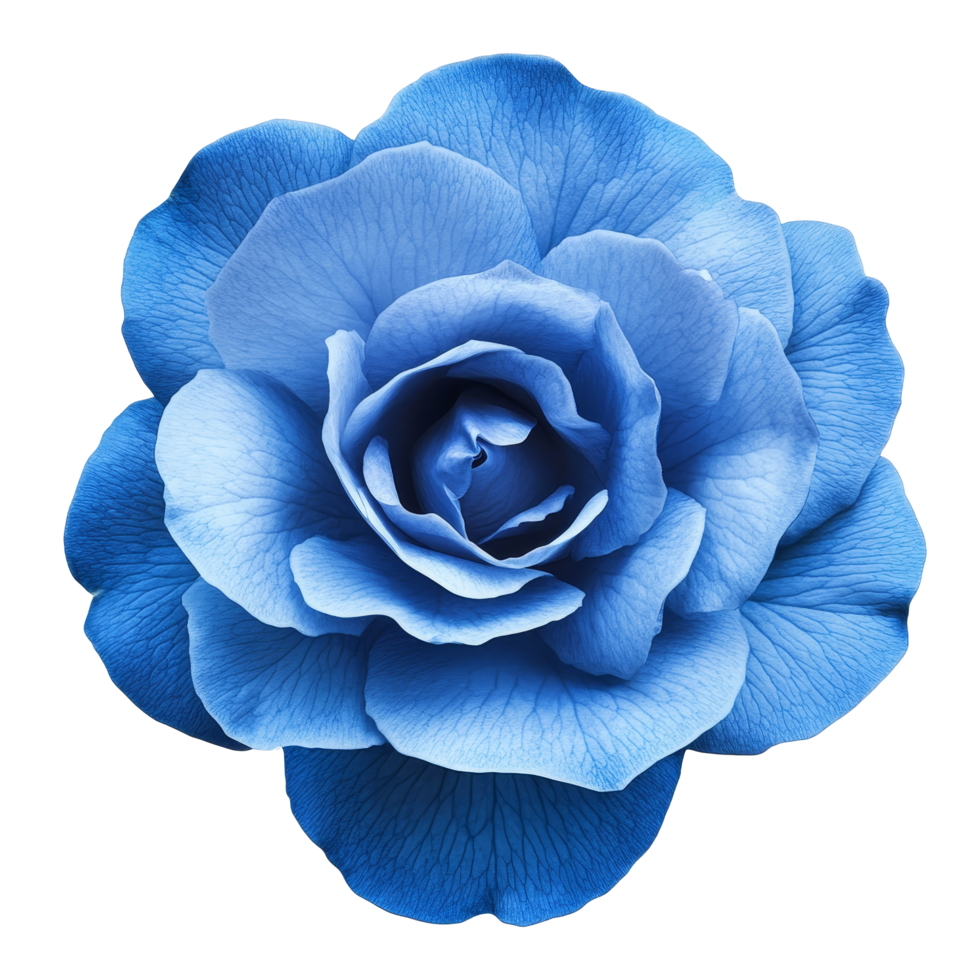 A stunning blue rose flower isolated against a clean transparent background, showcasing its unique beauty and delicate petals, single petal blue rose flower isolated on transparent backgroud png