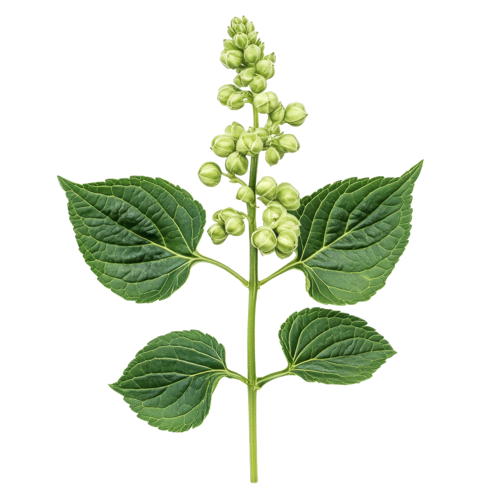 Perilla herb seed cluster with leaves isolated on a clean transparent background showcasing a detailed botanical structure, Perilla herb seed isolated on transparent background png