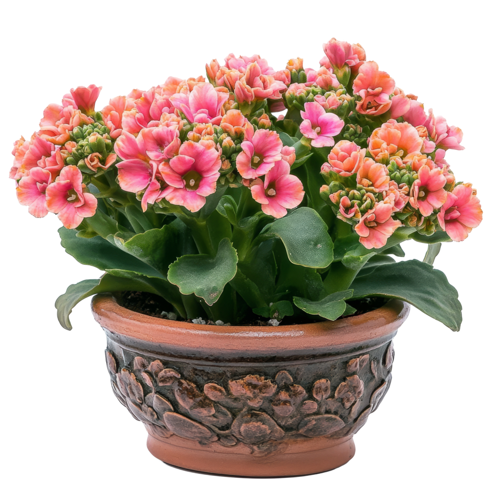 Vibrant Kalanchoe plant in decorative pot showcasing bright blooms against a clean transparent background, Kalanchoe plant in a decorative pot on transparent background png
