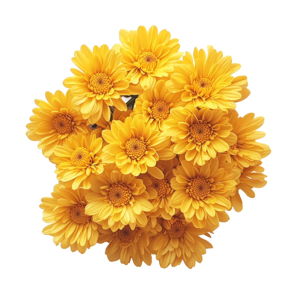 Bright yellow chrysanthemums arranged beautifully on a transparent background for floral decoration or inspiration, yellowc hrysanthemums on transparent background png