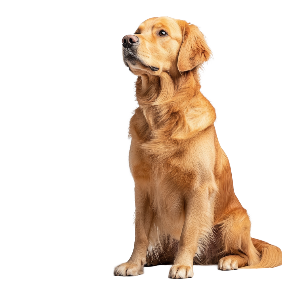 A graceful golden retriever sitting elegantly against a bright transparent background, Graceful Golden Retriever on transparent background Full Body Shot png