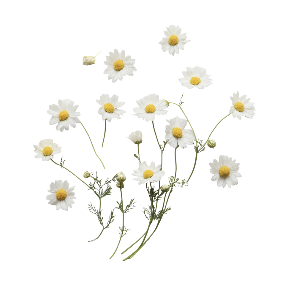 Delicate chamomile blooms arranged on pristine transparent showcasing natures beauty, Delicate chamomile blooms isolated on a clean transparent background, perfect for s ands png