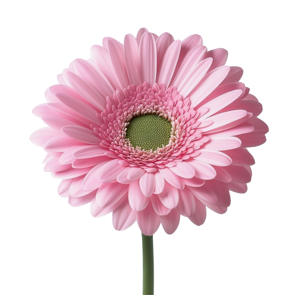 A delicate pink gerbera flower isolated on a transparent background, showcasing its stunning petals and vibrant center, pink gerber flower isolated on transparent background png