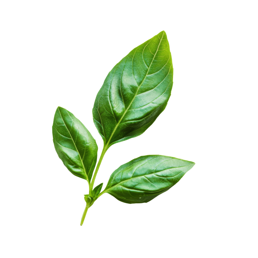 Fresh organic green basil leaves on a transparent background, perfect for culinary use and garnishing dishes, Fresh organic green basil leaf transparent background. Basil leaves transparent background png