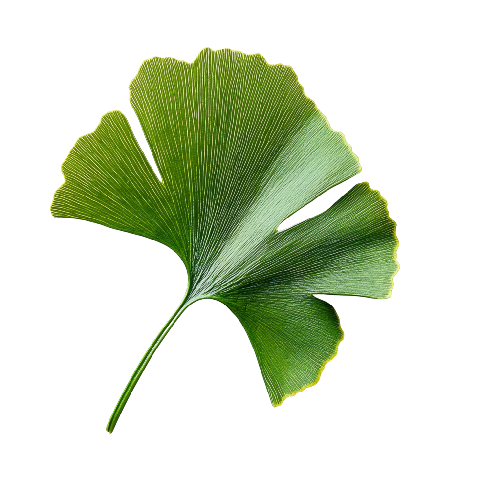 Ginkgo biloba leaf displayed on a clean transparent background showcasing its unique fan shape and vibrant green color, Ginkgo biloba plant leaf on a transparent background png