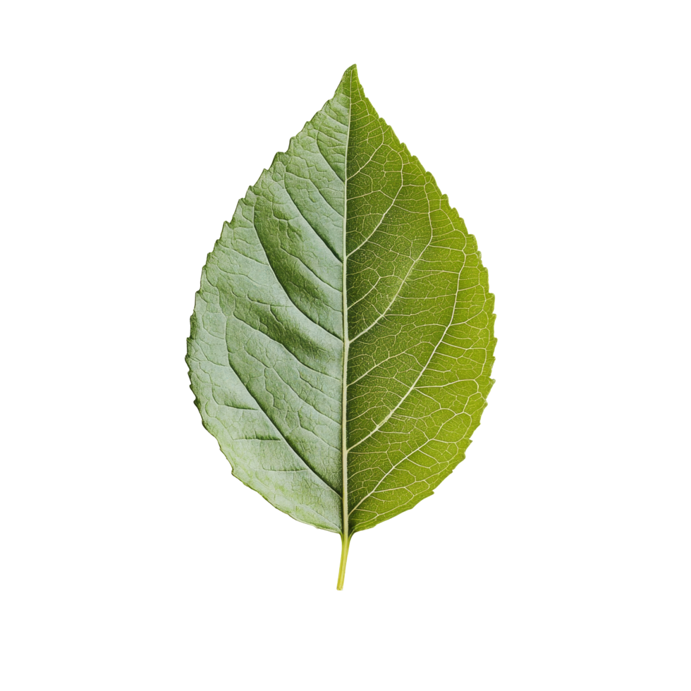 A vibrant green leaf resting on a clean transparent background showcasing its intricate texture and shape in natural light, Green leaf on transparent background png