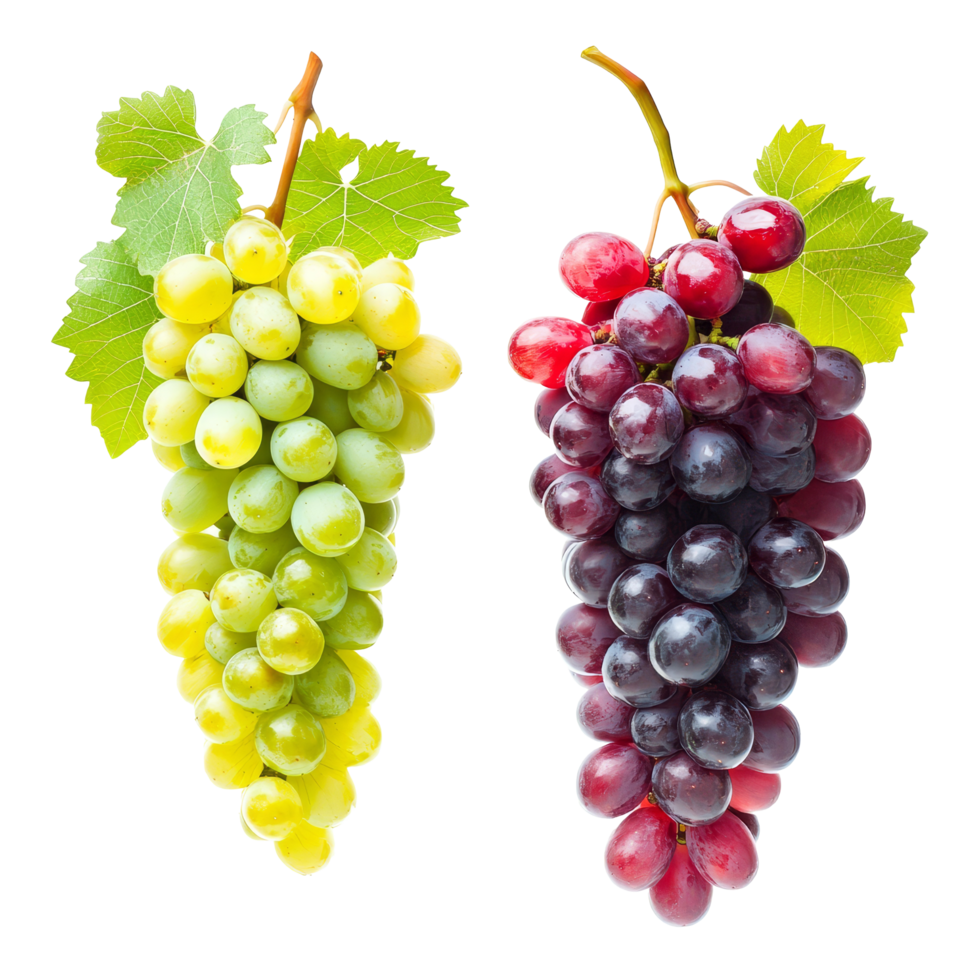 Two varieties of ripe wine grapes isolated on a transparent background showcasing their distinct colors and textures, two diffrent wine grapes ripes isolated on transparent background png